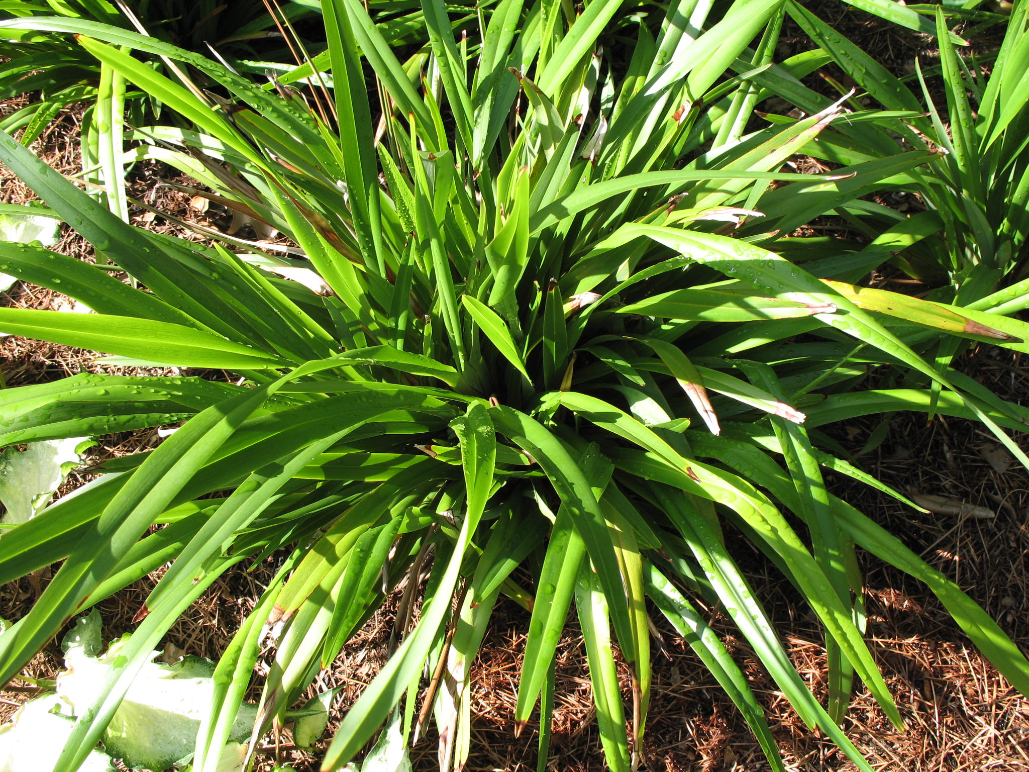 Dianella Flax Lily Plant